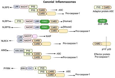 Pyroptosis: the dawn of a new era in endometrial cancer treatment